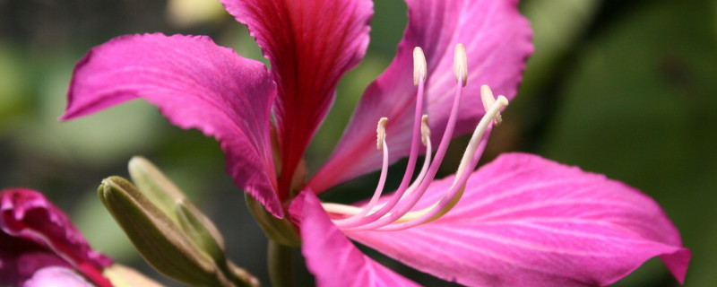 紫荆花耐寒吗 紫荆花耐寒最低温度