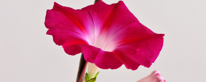 牵牛花喜欢生长在什么地方 牵牛花喜欢在什么环境下生长