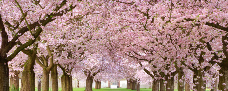樱花树栽培技术与管理 樱花树的栽培与管理