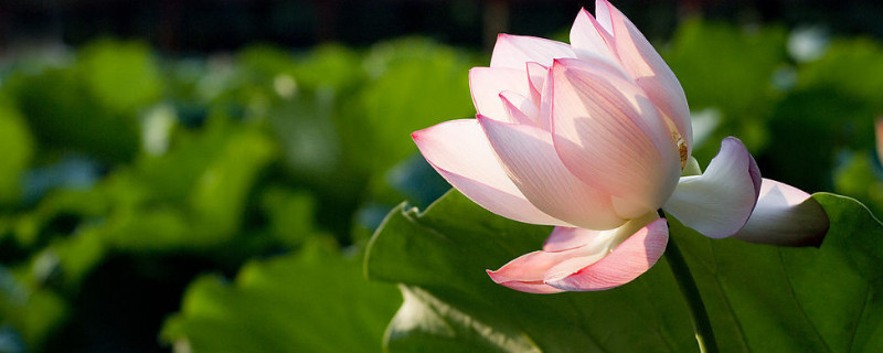 荷花不开花的原因（盆栽荷花不开花是什么原因造成的）