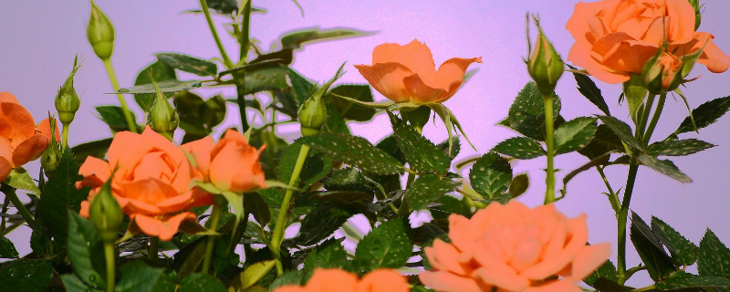 月季花开不出完整的花 月季花开不出来