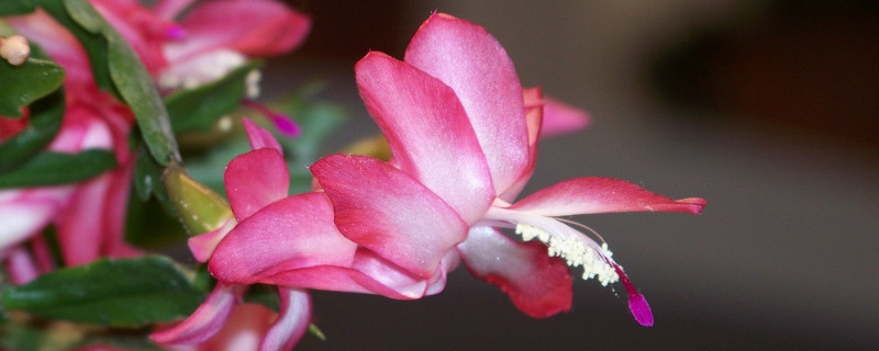 蟹爪兰秋冬季节怎样管理 蟹爪兰春夏季如何管理