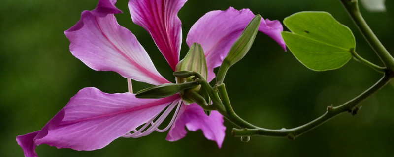 紫荆花秋天可以栽吗（紫荆花什么时候栽种）