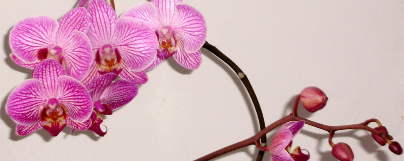 蝴蝶兰和兰花的区别(蝴蝶兰和兰花一样吗)