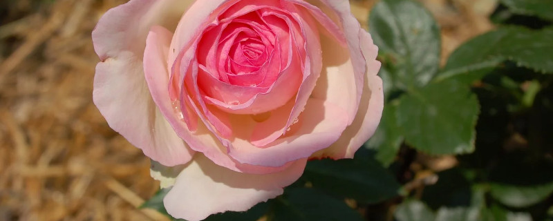 玫瑰花冬天开花吗 玫瑰花冬天为什么开花