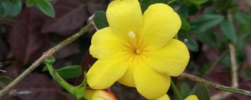 迎春花枝条太长了怎么办 迎春枝条怎么快速长粗