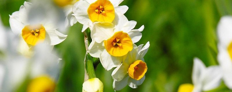 水仙花叶子都倒了怎么回事（水仙花叶子倒了怎么办）