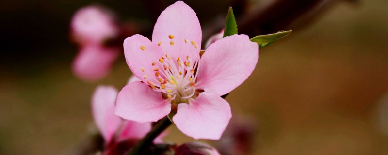 用花瓶如何水养桃花（怎么用花瓶养桃花）