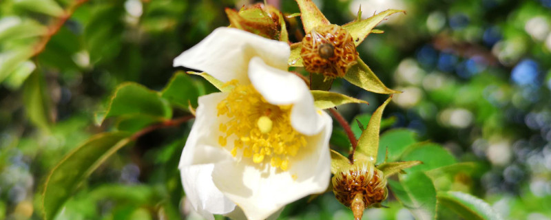 金樱子花期 金樱子生长周期