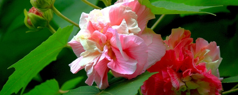 芙蓉花休眠多长时间 芙蓉花需要冬眠吗