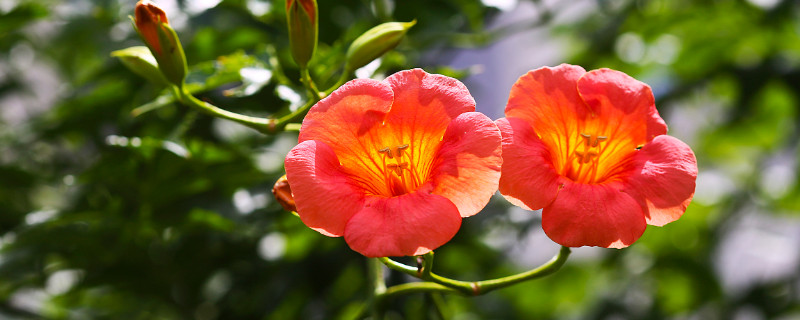 凌霄花叶子发黄是什么原因（凌霄花叶子黄了是什么原因）