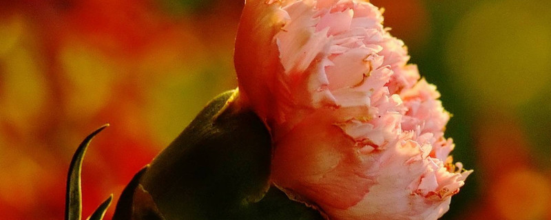 康乃馨又叫什么名字（康乃馨别名叫什么）