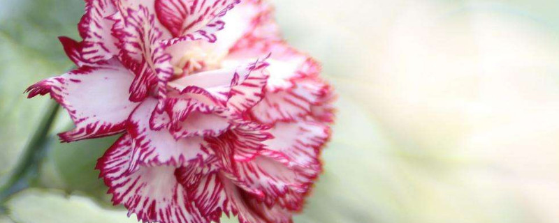 已经开花的康乃馨怎样养护 康乃馨花期过后怎么养护