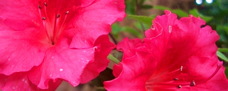 杜鹃花不打药能开花吗（杜鹃花开不了花怎么办）