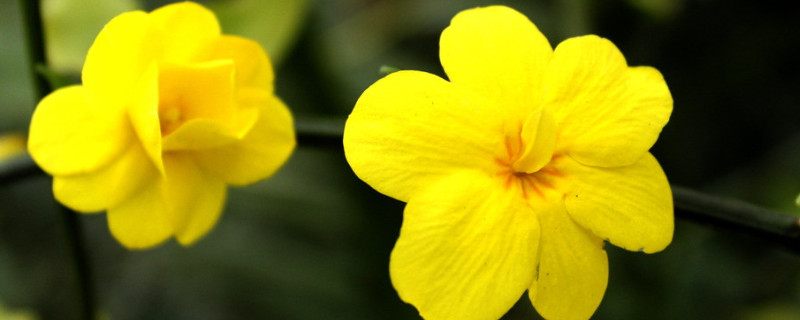 迎春花休眠温度（迎春花的温度管理）