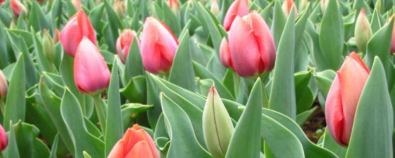 郁金香可以做干花吗（郁金香做成干花效果图）