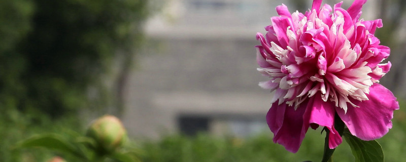 芍药花夏季开花吗（芍药花什么时候种植才能开花）