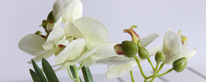 蝴蝶兰夏天怎么管理 蝴蝶兰怎么过夏天