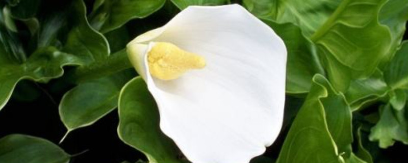 马蹄莲几天浇一次水 马蹄莲花多长时间浇水