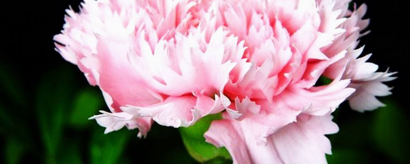 康乃馨秋天能养活吗(康乃馨秋天怎么养)