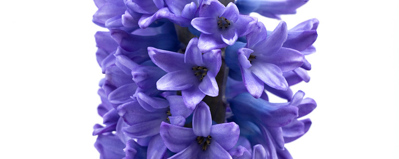 风信子种球种植方法（风信子种球种植方法水培）