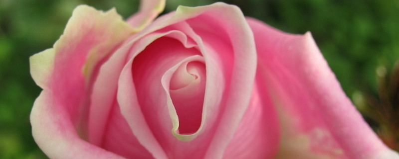 玫瑰老桩种植方法 玫瑰老桩种植方法和注意事