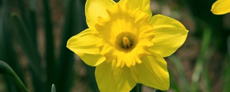 水仙花球选大的还是小的好 水仙花大球好还是小球好