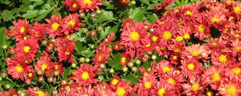 雏菊的花期多长时间（雏菊花的花期是几月份）