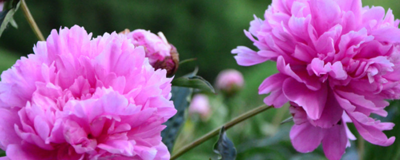如何养好芍药花 芍药怎么养花