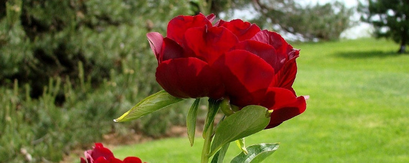 牡丹花地栽注意事项（牡丹花地栽怎样养护）