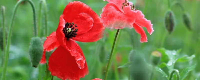 虞美人花什么时候种 虞美人花什么时候种植