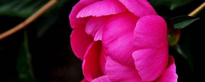 芍药春天种植可以吗（春天能栽种芍药吗）