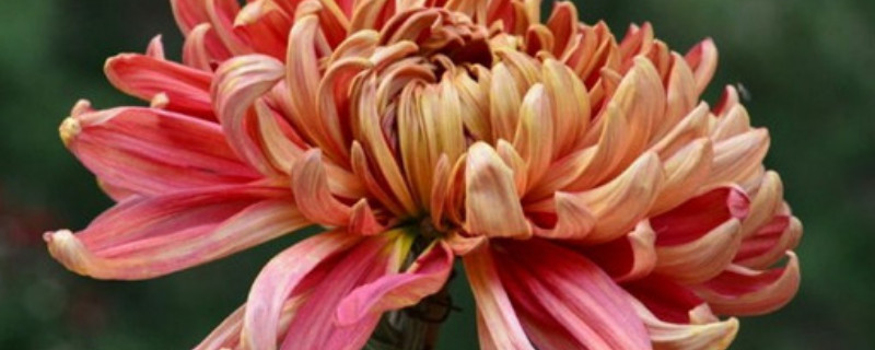 菊花怎么培育 动森绿色菊花怎么培育