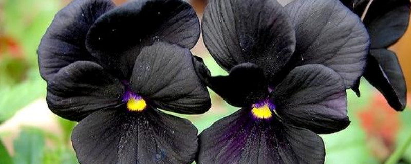 三色堇开花后怎么处理（三色堇不开花怎么办）