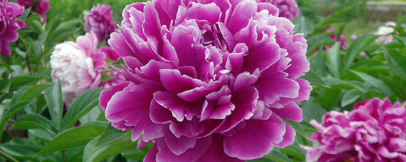 牡丹有花苞要施肥吗 牡丹开始发芽有花苞能施肥吗?