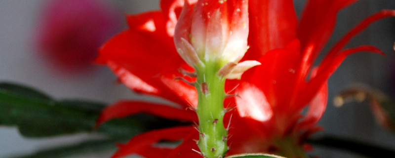 蟹爪兰的花期多长时间（蟹爪兰的花期是多长时间）
