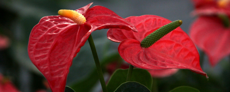 红掌冬天怎么养叶子黄了怎么办 家里养的红掌叶子发黄应该怎么处理