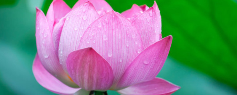 荷花需要每天换水吗（养荷花需要天天换水吗?）