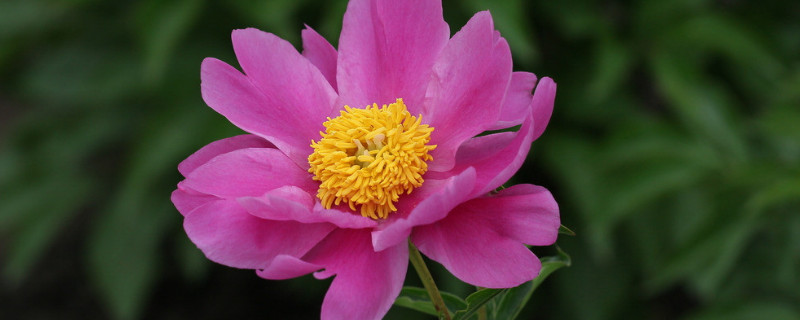 芍药花冬天怎么管理（芍药花怎么过冬天）