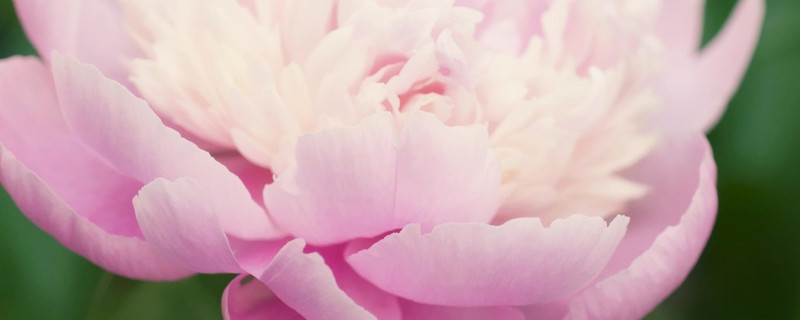 芍药花的寓意（芍药花的寓意和象征）