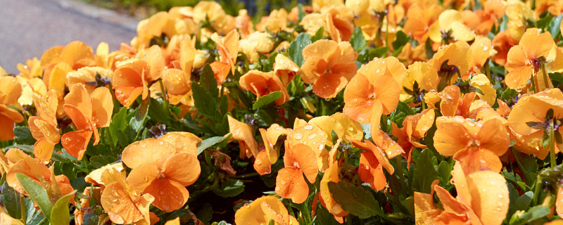 三色堇花期 三色堇花期在什么时候