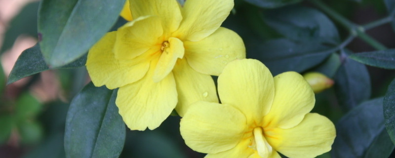 迎春花叶子发霉是怎么回事 迎春花叶子发黑掉叶