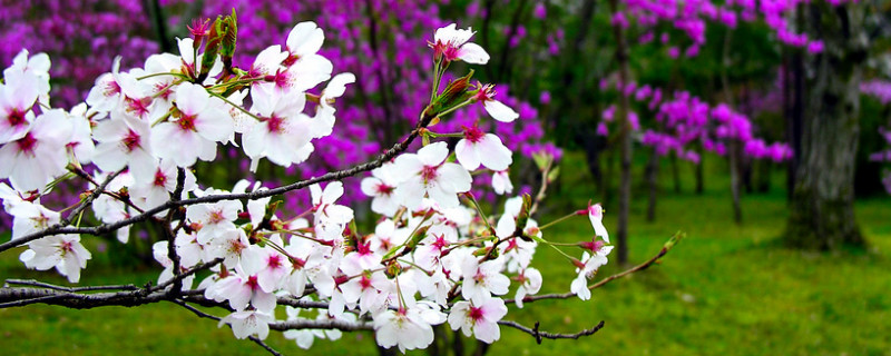 日本樱花几月份开花 日本樱花开在几月