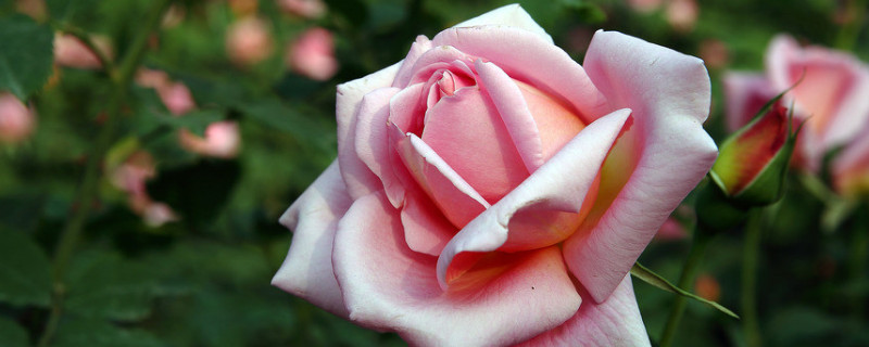 月季发不出来芽（月季不发新芽是怎么啦）