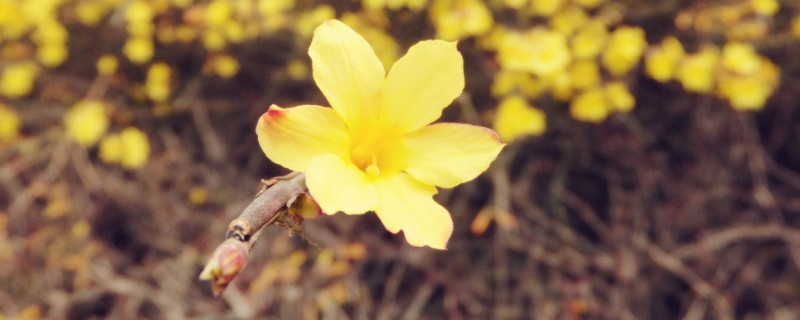 迎春花秋天能移栽吗 迎春花秋季栽培需注意什么