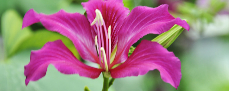 紫荆花为什么枯萎（紫荆花什么时候枯萎）