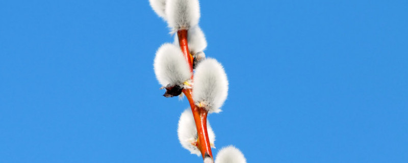 银柳适合在家里放吗 银柳在家可以放多久