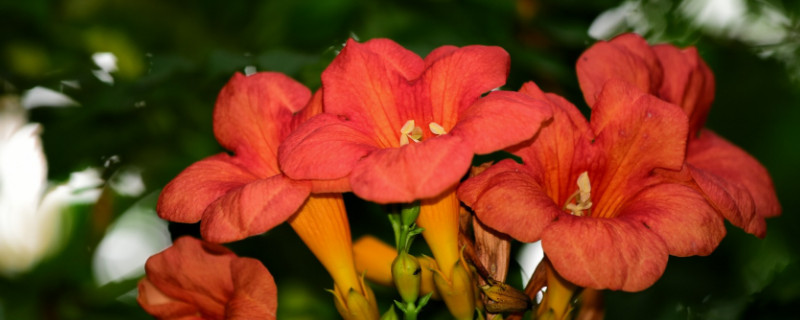 凌霄花的种类有哪些 凌霄花有几种