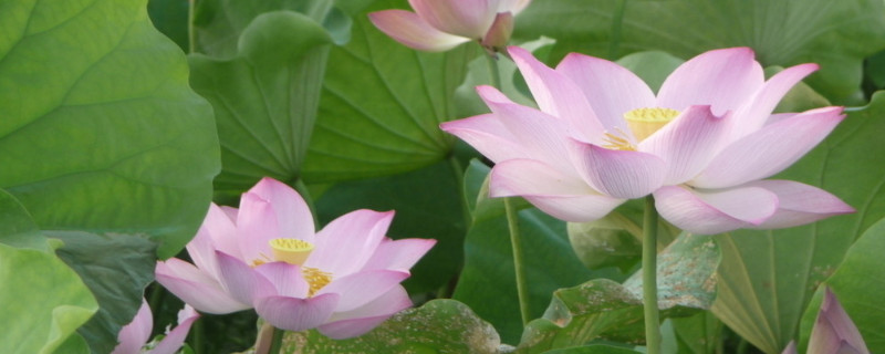 荷花水培怎么种植方法（荷花水培怎么种植方法 家养）