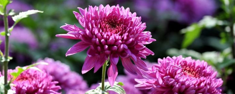 冬天菊花怎么浇水（菊花用什么水浇）